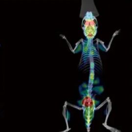 小动物PET/CT成像服务，肿瘤定位/定量研究，药物代谢研究，神经病变定量研究 