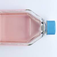 人胆管癌细胞HuCC-T1