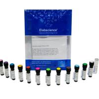 Elab Fluor®Violet 610 Anti-Rat CD4(domain 1) Antibody[OX-38]