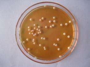 半固体培养基的配制与使用说明