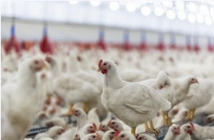 生物气溶胶采样器应用