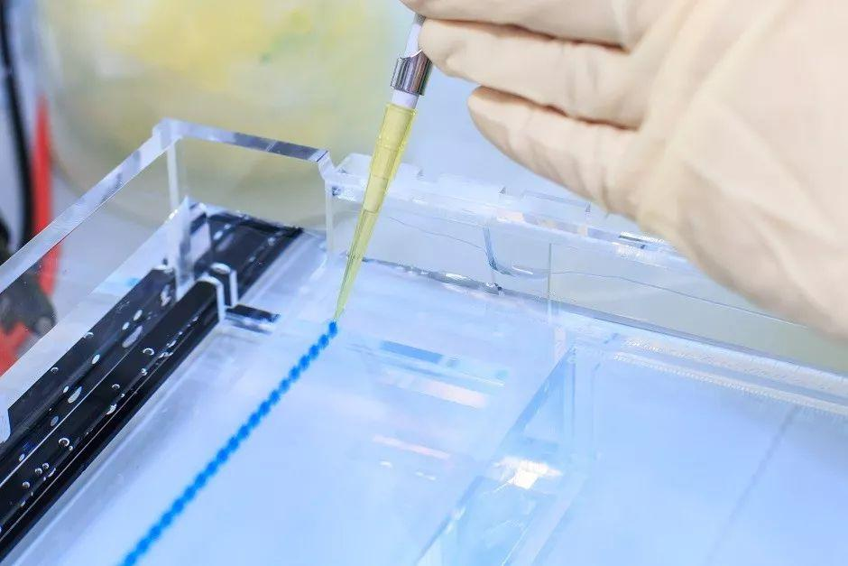 专业提供-5×蛋白上样缓冲液(含DTT)