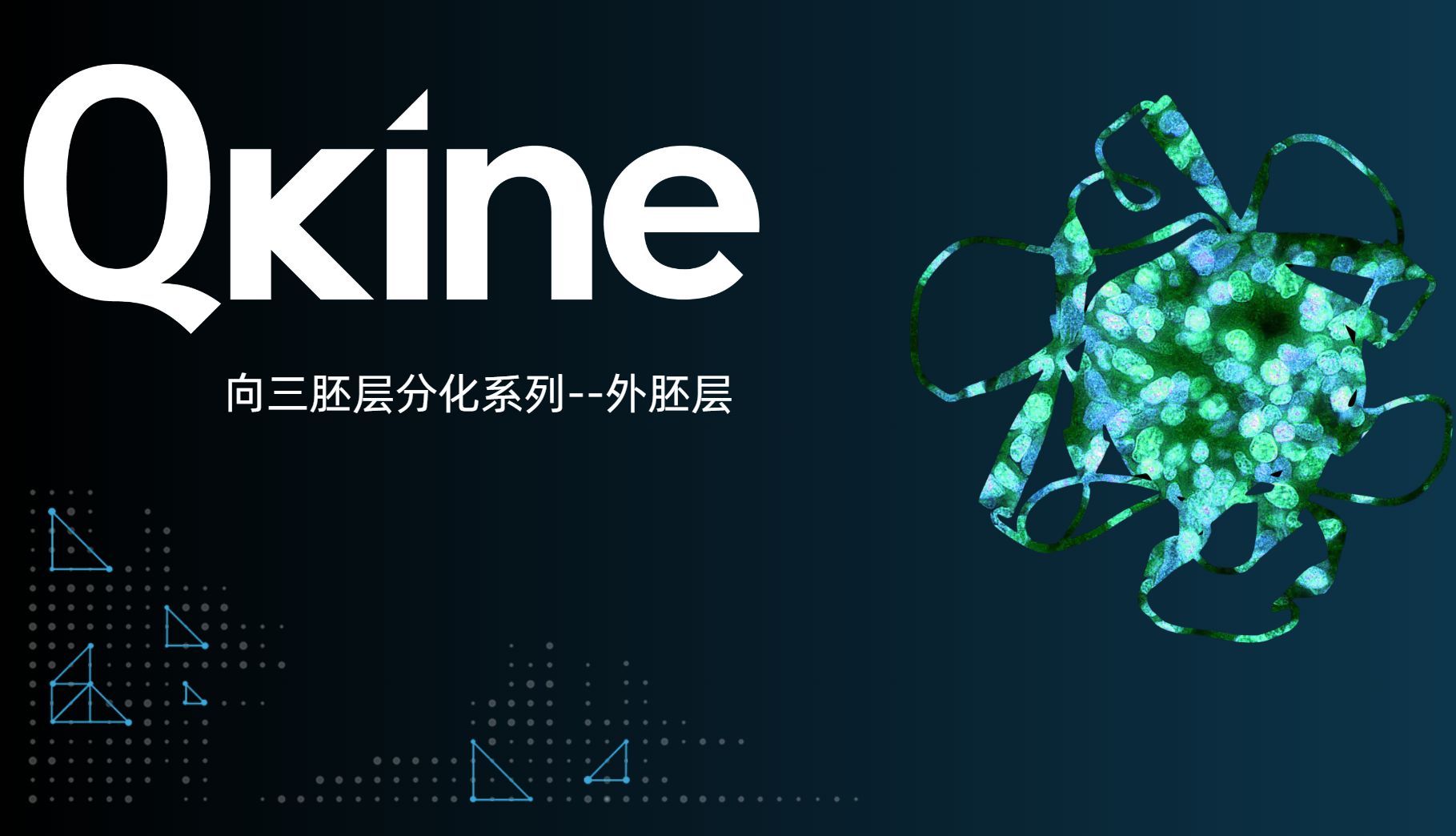 Qkine：iPSC向三胚层分化系列--外胚层_曼博生物代理