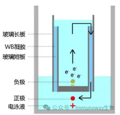 WB解惑 | 蛋白条带为什么呈哑铃状？