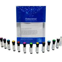 Elab Fluor®Violet 500 Anti-Mouse/Human CD11b Antibody[M1/70]