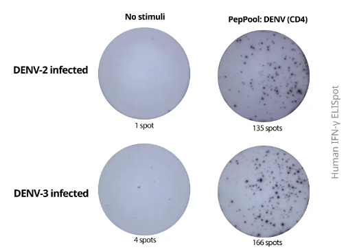 Mabtech--ELISpot途径：登革病毒人干扰素γ促销