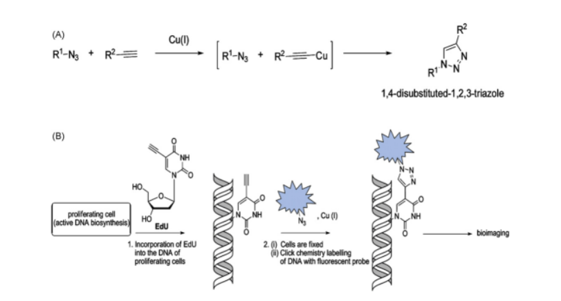 EdU-细胞增殖检测更灵敏、更快速、更方便！
