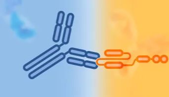 高效通用型CAR阳性率检测工具：抗CAR Linker抗体（可免费申请试用装）