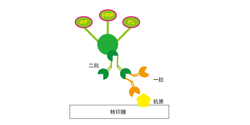 Western blot之 显影检测