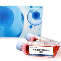 人胎盘绒毛膜滋养层细胞