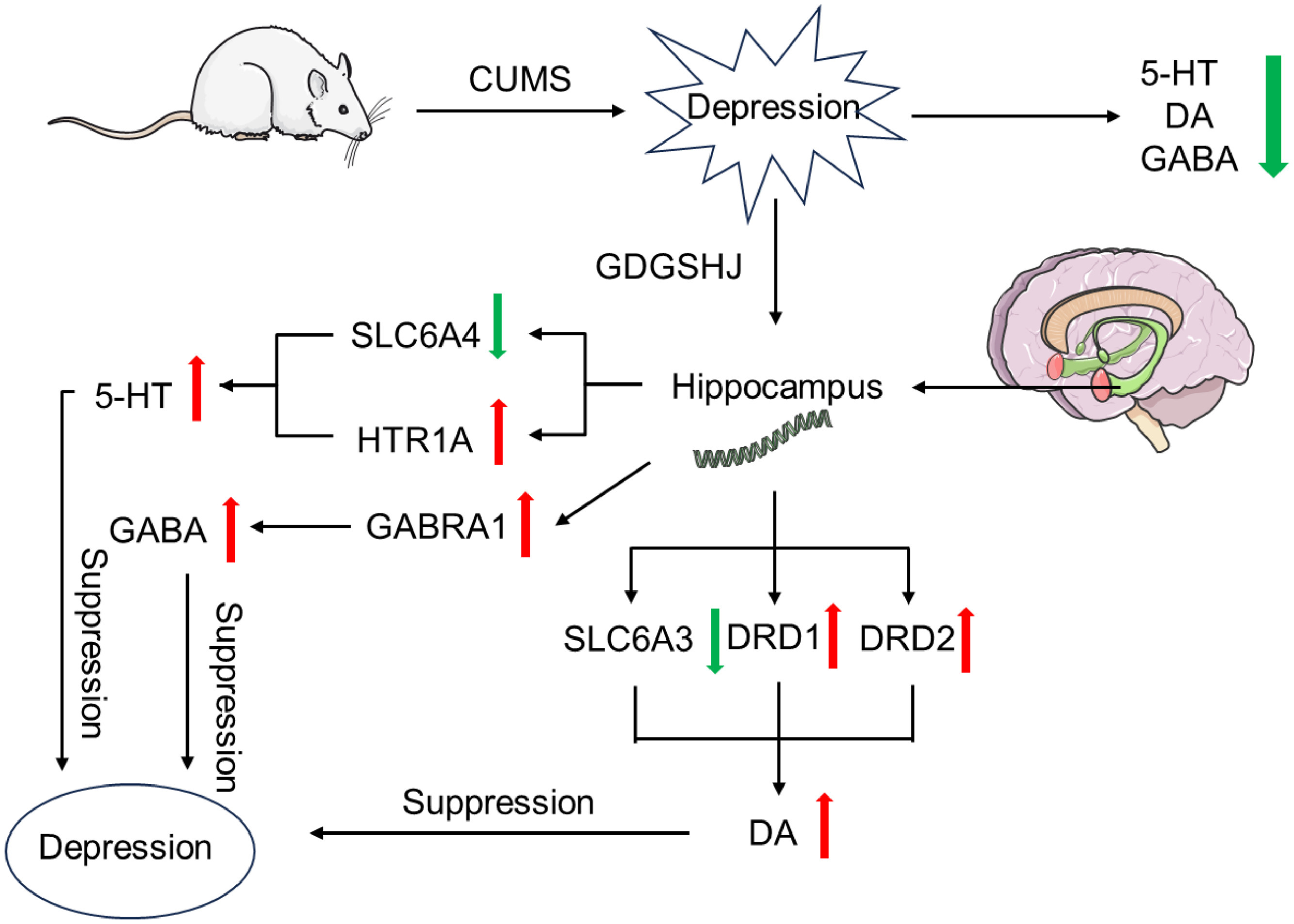网络药理学+分子对接，开发双疾病药食同源药物，并实验解析了机制！
