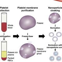 介孔二氧化硅纳米粒被血小板细胞膜包被