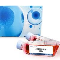 人椎间盘髓核细胞