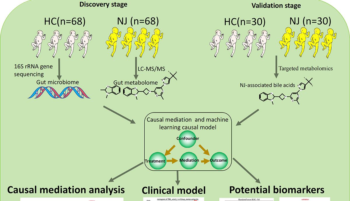 IF12.2，机器学习+肠道菌群+代谢组，揭示了肠道细菌和胆汁酸代谢改变与新生儿黄疸的关系！