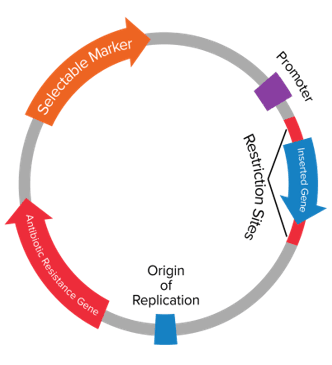 克隆与表达干货1-拿捏质粒构建