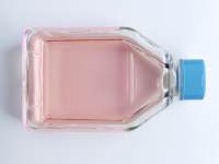 Nthy-ori 3-1 细胞专用培养基