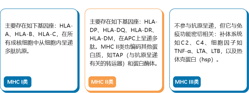 MHC分子：免疫系统的桥梁——探索守护者背后的秘密