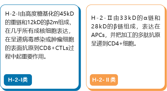 MHC分子：免疫系统的桥梁——探索守护者背后的秘密