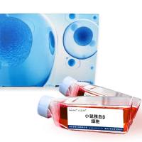 小鼠胰岛β细胞