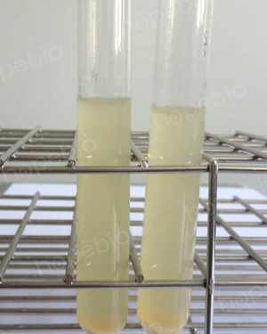 蔗糖胰蛋白胨肉汤培养基的原理及使用方法
