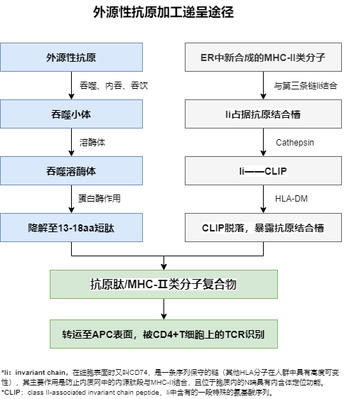 MHC分子：免疫系统的桥梁——探索守护者背后的秘密