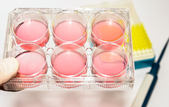 培养细胞的完全培养基是怎么配置的？