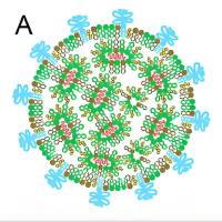 负载siPD-L1和替莫唑胺(TMZ)的脂质纳米粒被2-脱氧葡萄糖修饰