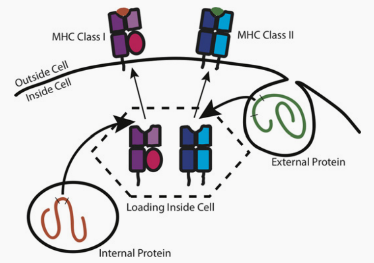 MHC分子：免疫系统的桥梁——探索守护者背后的秘密
