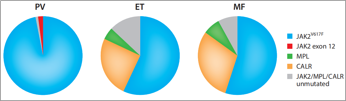 新品上架丨JAK2*V617F小鼠：骨髓增殖性肿瘤（MPN）研究经典模型