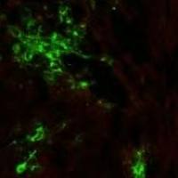 猪德尔塔冠状病毒NS7蛋白单克隆抗体 PDCOV-NS7-