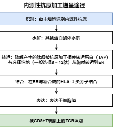 MHC分子：免疫系统的桥梁——探索守护者背后的秘密
