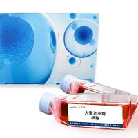 人睾丸支持细胞