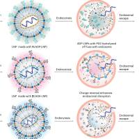 负载mRNA的LNP纳米粒被CD117抗体修饰