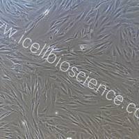 人成骨细胞永生化/免疫荧光鉴定/镜像绮点（Cellverse）