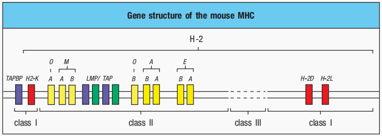 MHC分子：免疫系统的桥梁——探索守护者背后的秘密