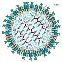 阳离子脂质体包封microRNA