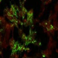 非洲猪瘟病毒pE248R内囊膜蛋白单克隆抗体