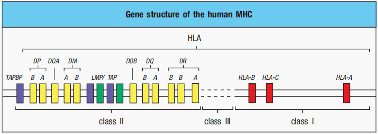 MHC分子：免疫系统的桥梁——探索守护者背后的秘密