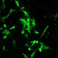 猪德尔塔冠状病毒M蛋白单克隆抗体(PDCoV-M)