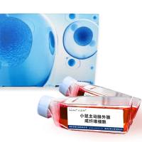 小鼠主动脉外膜成纤维细胞