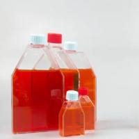 MH-S 小鼠肺泡巨噬细胞