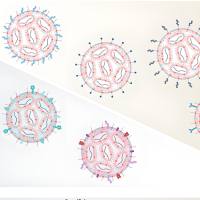 负载eGFP mRNA的脂质纳米粒被甘草次酸（GA）修饰