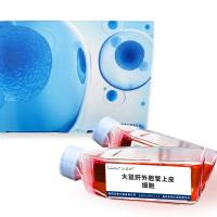 大鼠肝外胆管上皮细胞