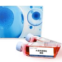 大鼠卵巢颗粒细胞