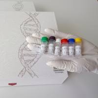 牛DNA甲基转移酶2(DNMT2)酶联免疫试剂盒