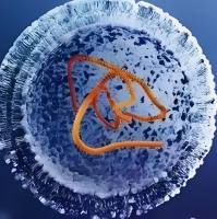 脂质纳米粒包封肿瘤微环境响应型IL-12前体蛋白mRNA