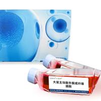 大鼠主动脉外膜成纤维细胞