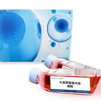 大鼠脐静脉内皮细胞