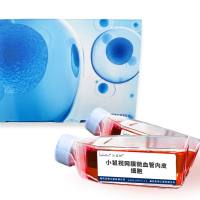 小鼠视网膜微血管内皮细胞