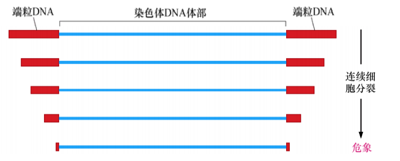 hTERT介导的永生化细胞——hTERT ipn02.3 2λ
